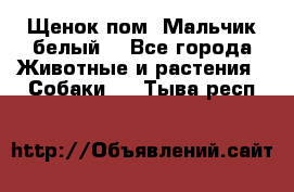 Щенок пом. Мальчик белый  - Все города Животные и растения » Собаки   . Тыва респ.